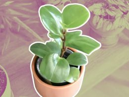 The Ultimate Guide to Peperomia Obtusifolia