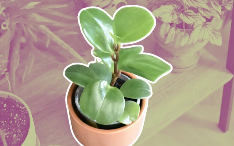 The Ultimate Guide to Peperomia Obtusifolia