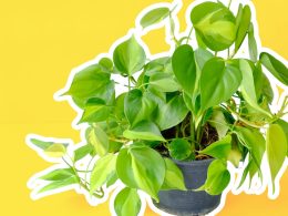 The Ultimate Guide to Philodendron Micans Care & Propagation