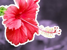 The Ultimate Tropical Hibiscus Care Handbook