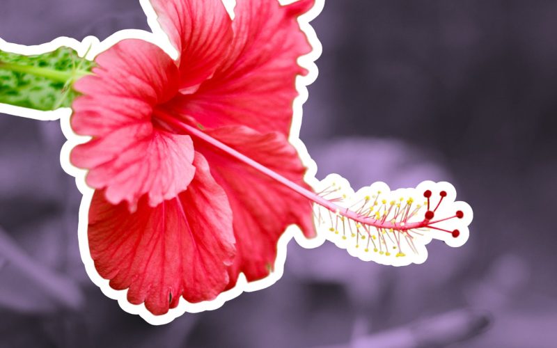 The Ultimate Tropical Hibiscus Care Handbook