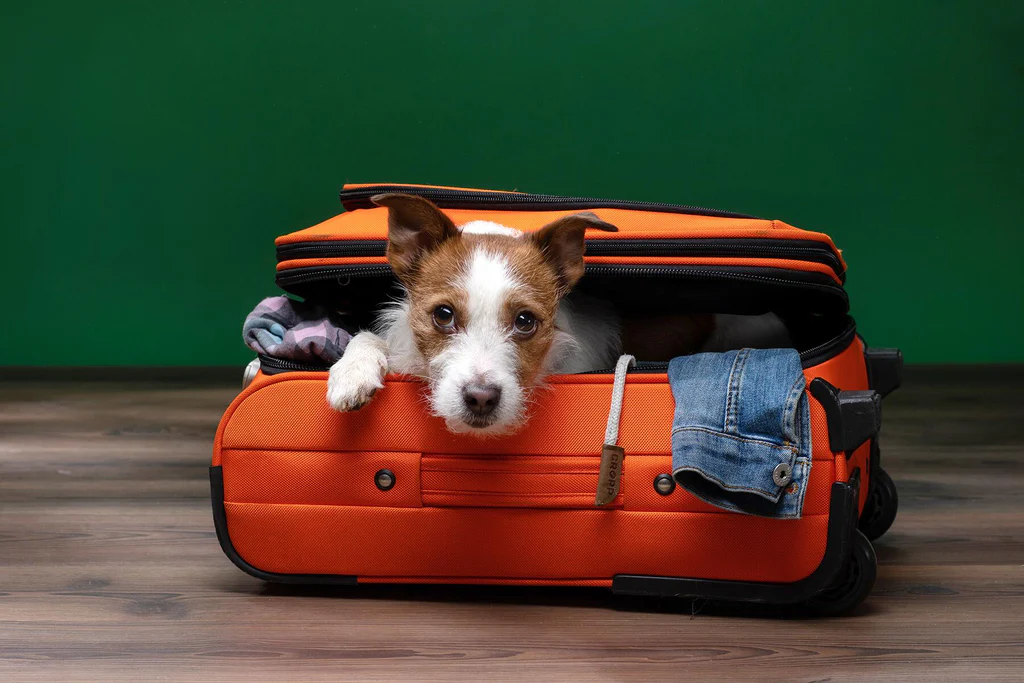 Travel Considerations for Pets