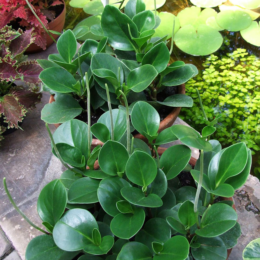 Understanding Peperomia Obtusifolia