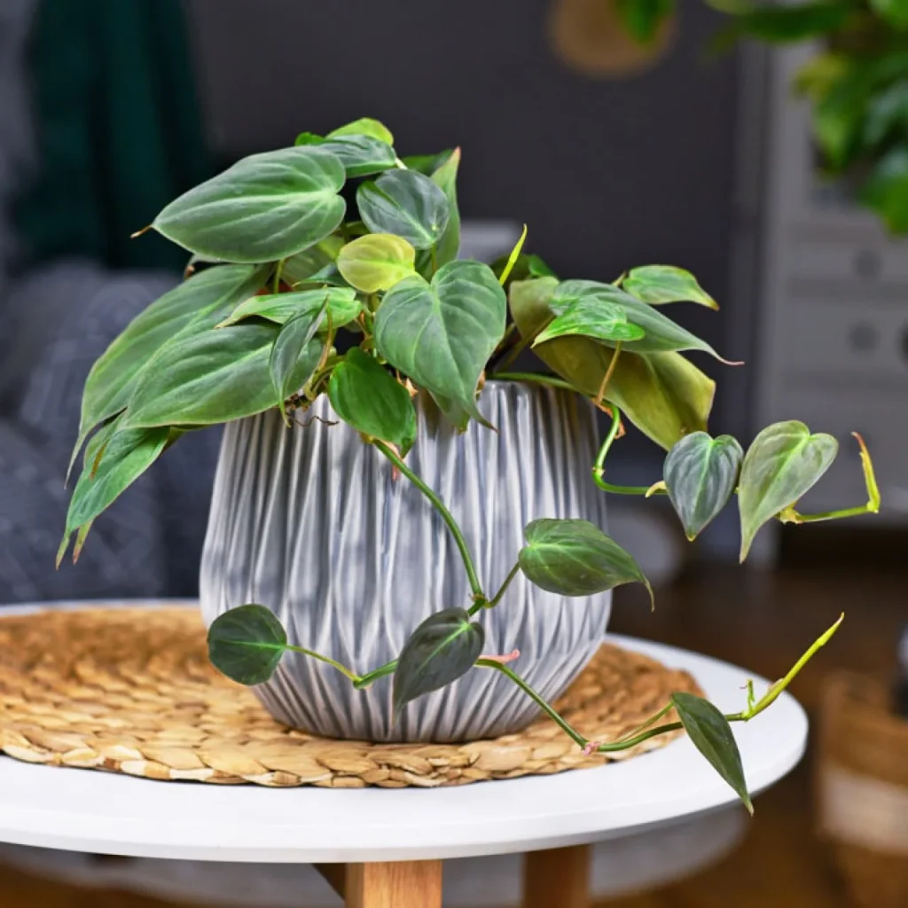 Understanding Philodendron Micans