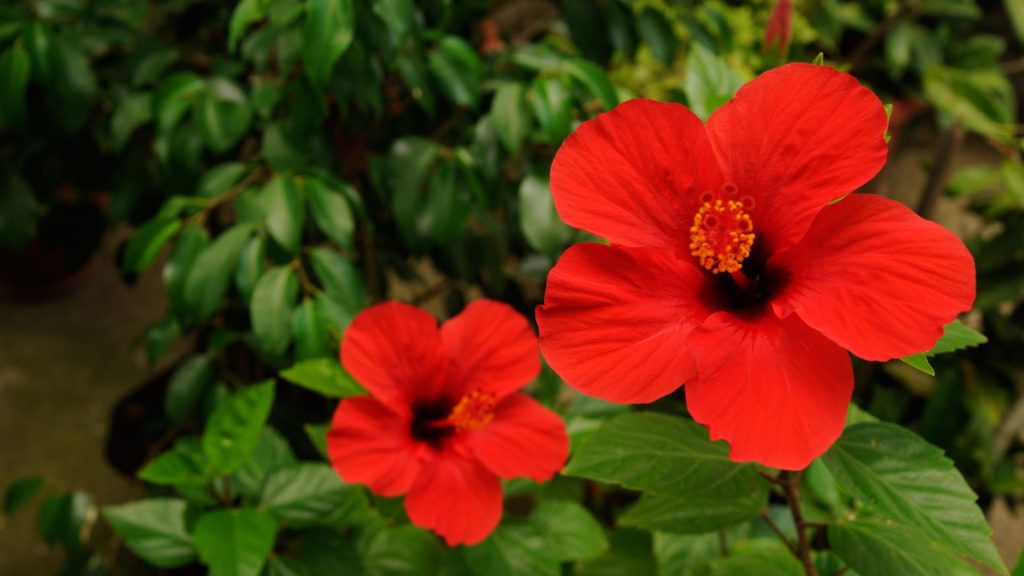 Understanding the Hibiscus Plant