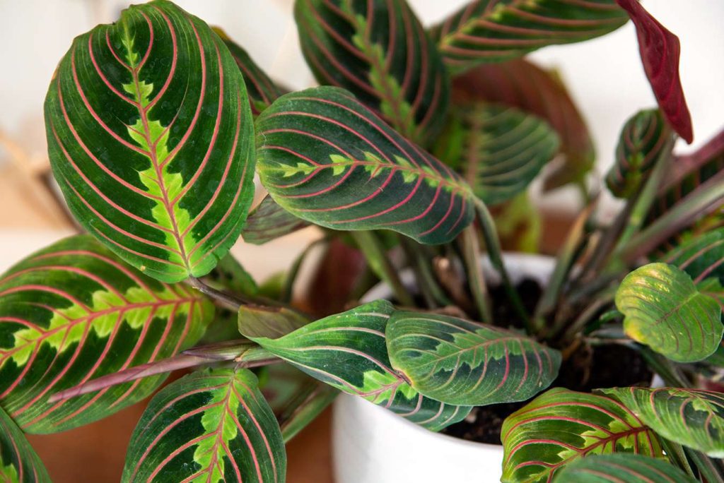 What are Prayer Plants?