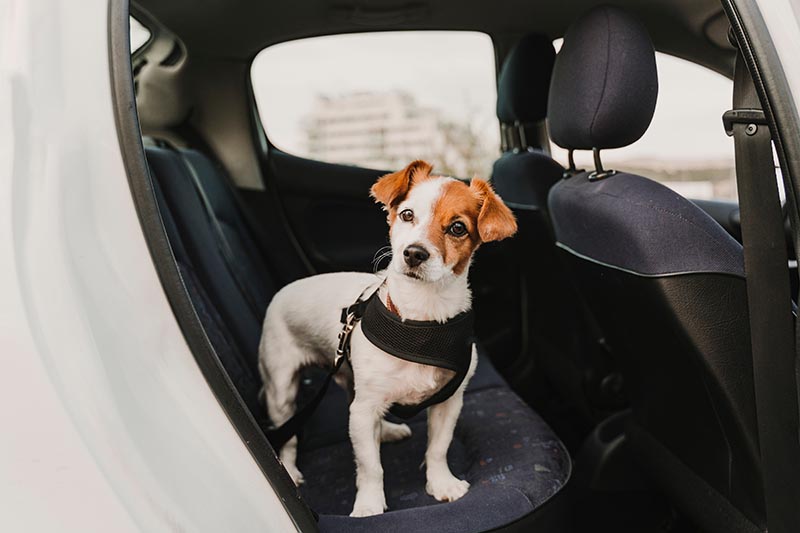 Planning Your Pet’s Travel