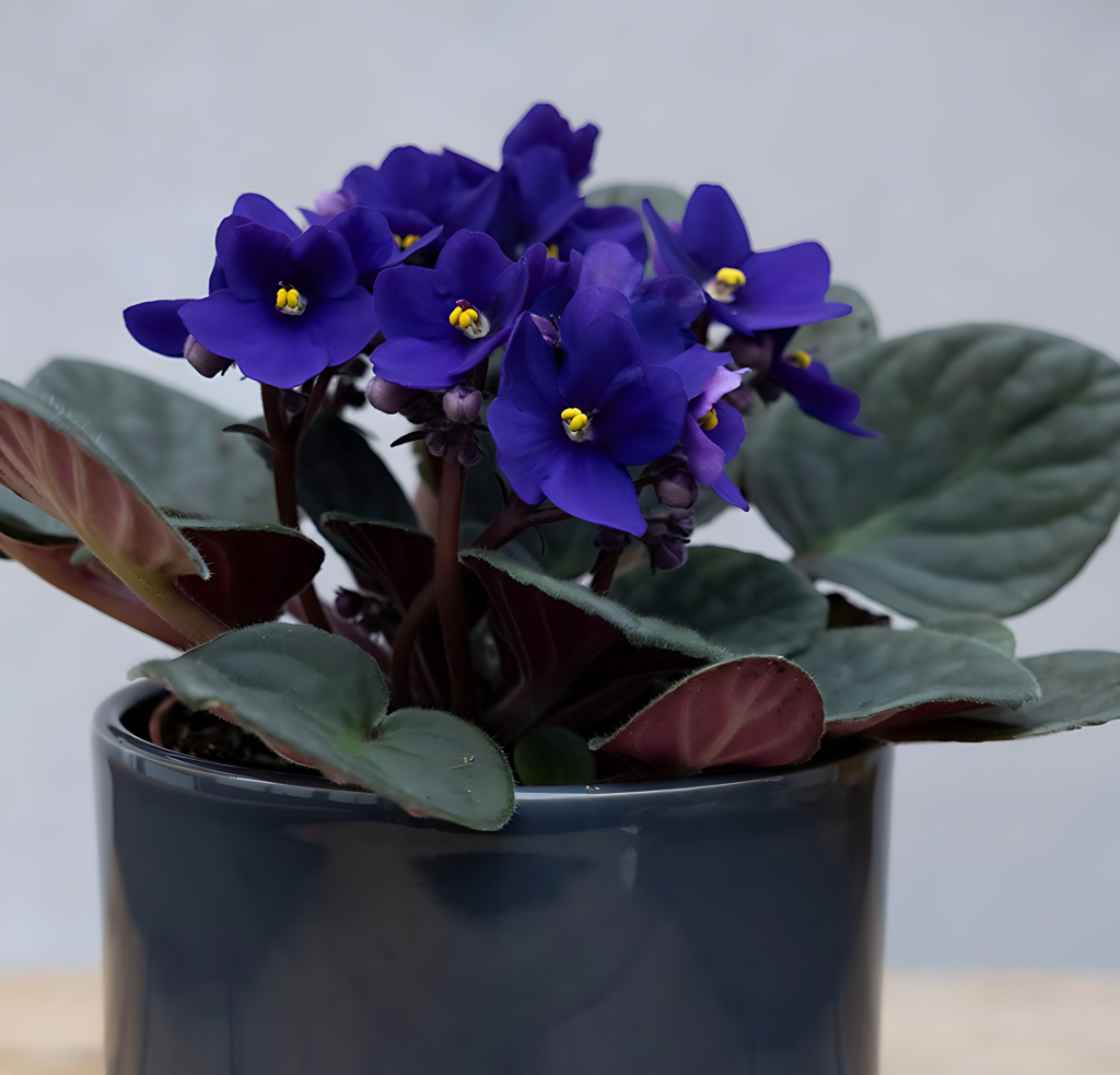 African Violet (Saintpaulia)