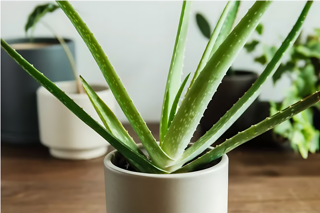 Aloe Vera (Aloe)