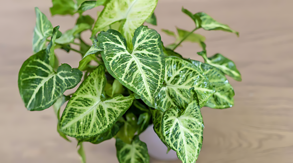 Arrowhead Plant (Syngonium Podophyllum)