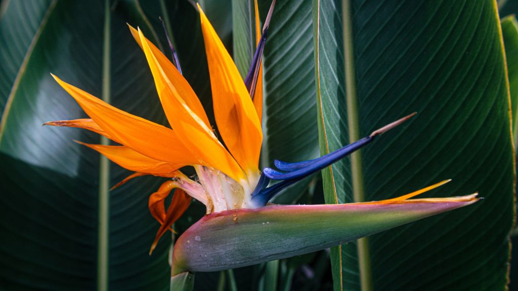 Bird of Paradise (Strelitzia Reginae)