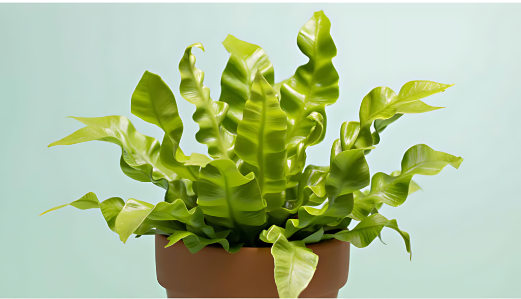 Bird’s Nest Fern (Asplenium Nidus)