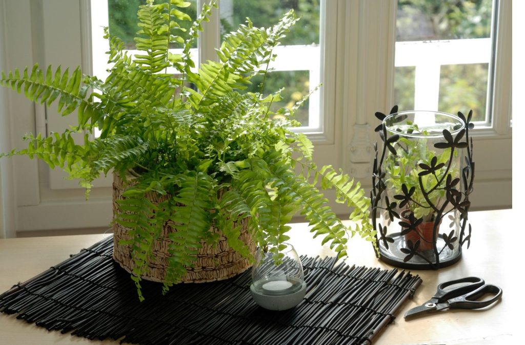 Boston Fern (Nephrolepis Exaltata)