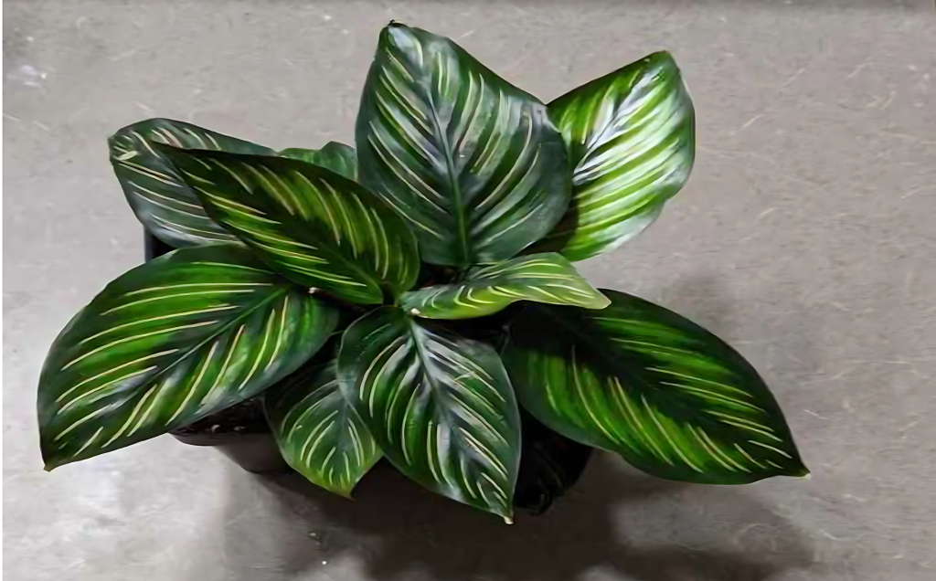 Calathea (Calathea Ornata)