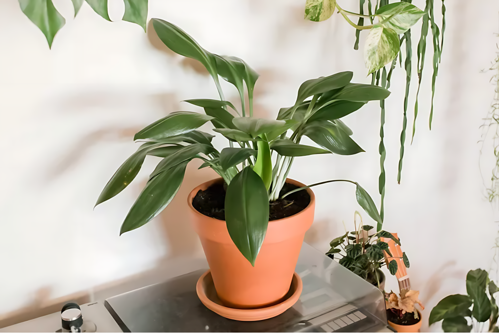 Cast Iron Plant (Aspidistra Elatior)