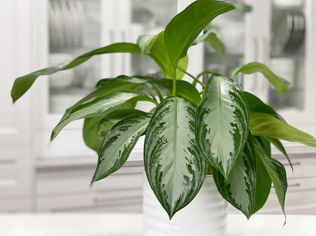 Chinese Evergreen (Aglaonema)