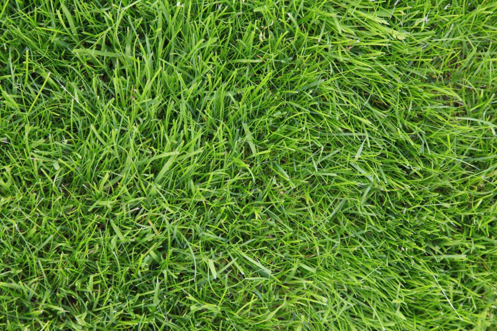 Choosing the Right Grass for Small Spaces