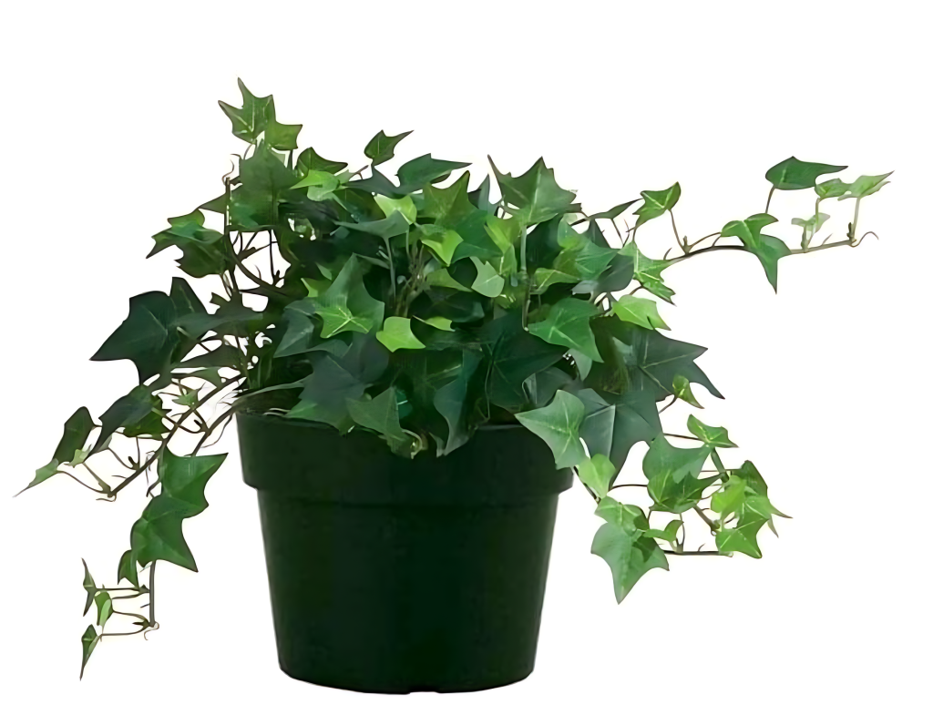 English Ivy (Hedera Helix)