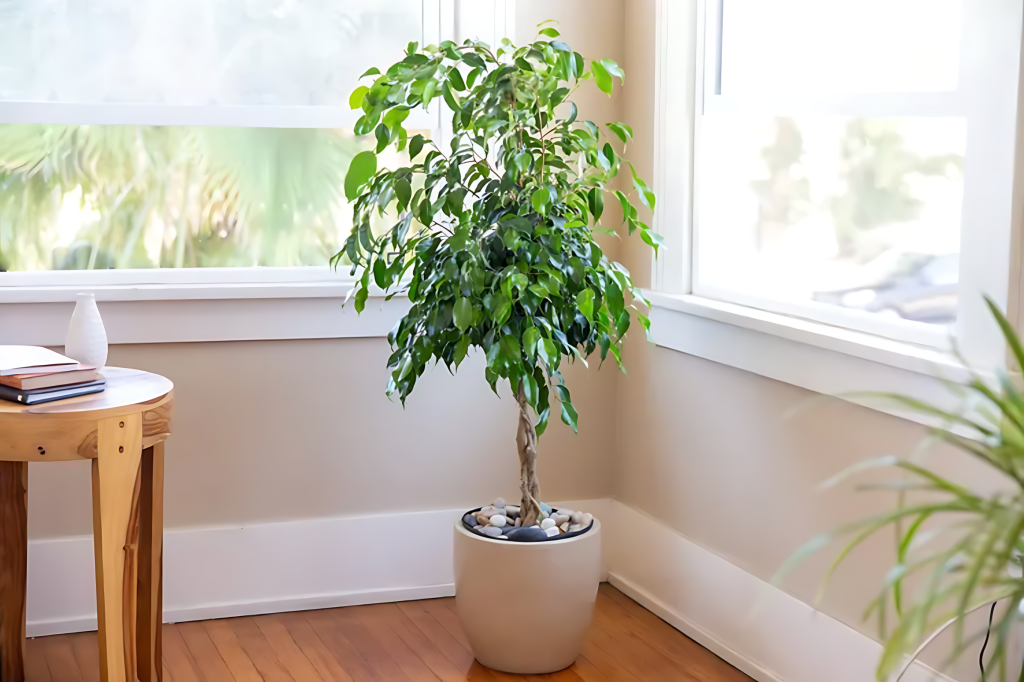 Ficus Benjamina (Weeping Fig)