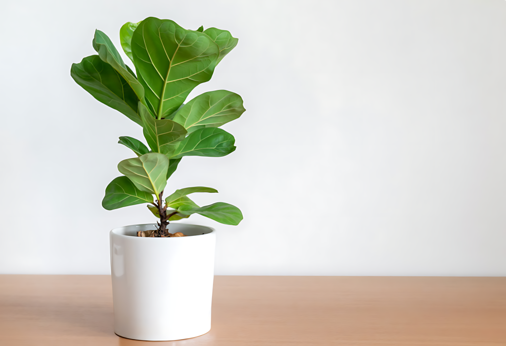 Fiddle Leaf Fig (Ficus Lyrata)