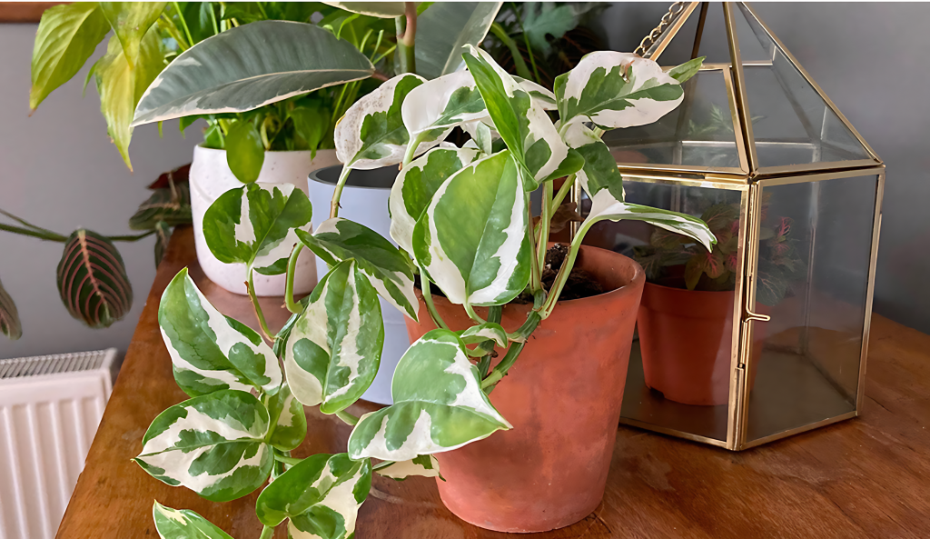 Golden Pothos (Epipremnum Aureum)