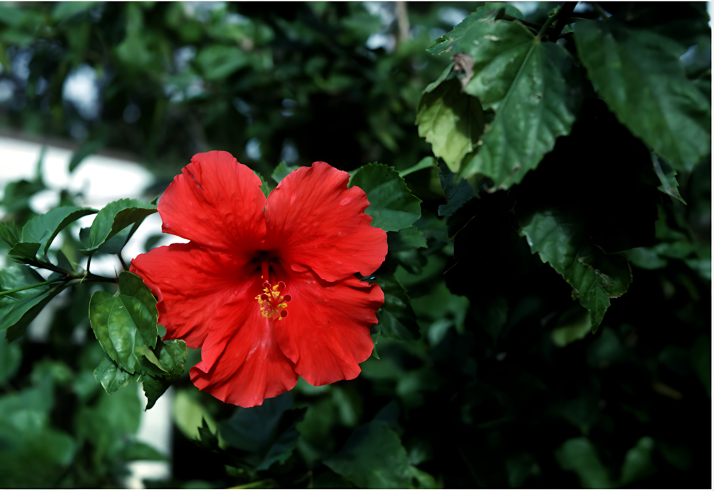 Hibiscus (Hibiscus Rosa-Sinensis)