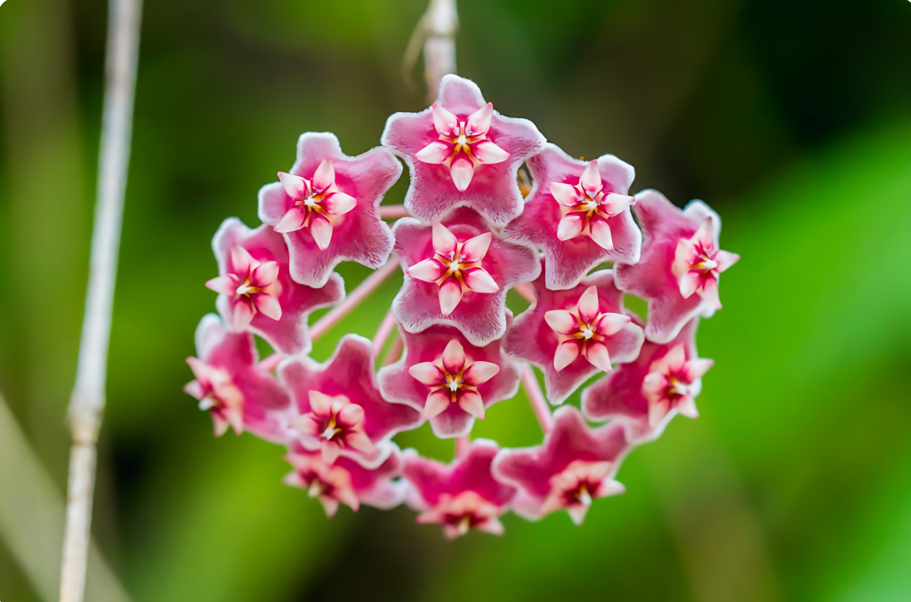 Hoya (Hoya Carnosa)