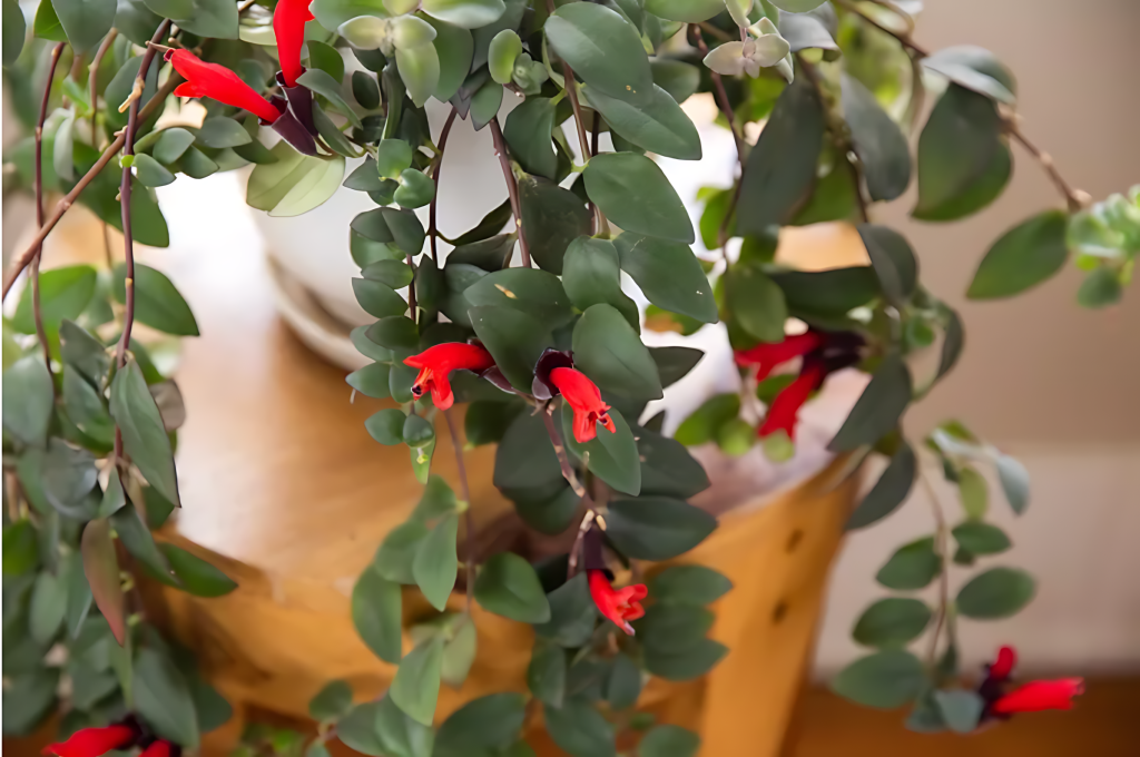 Lipstick Plant (Aeschynanthus Radicans)