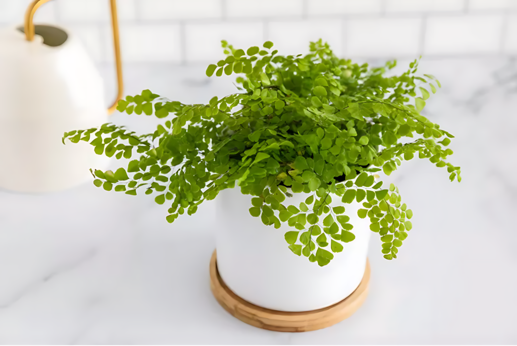 Maidenhair Fern (Adiantum Raddianum)