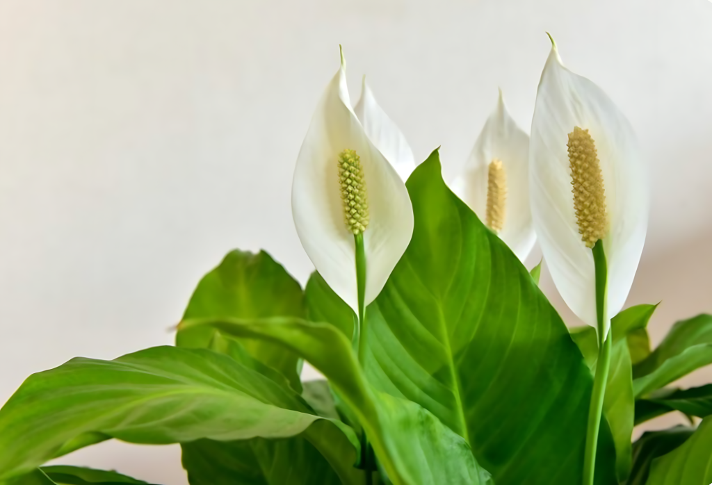 Peace Lily (Spathiphyllum Wallisii)