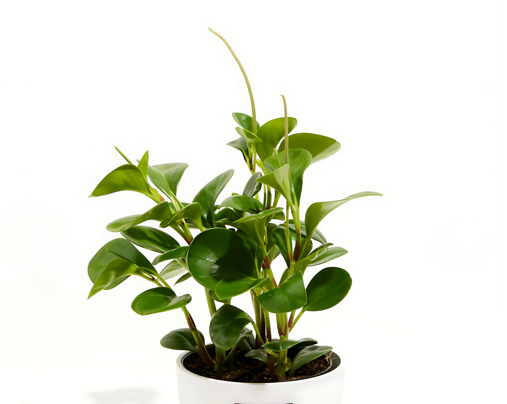 Peperomia (Peperomia Obtusifolia)