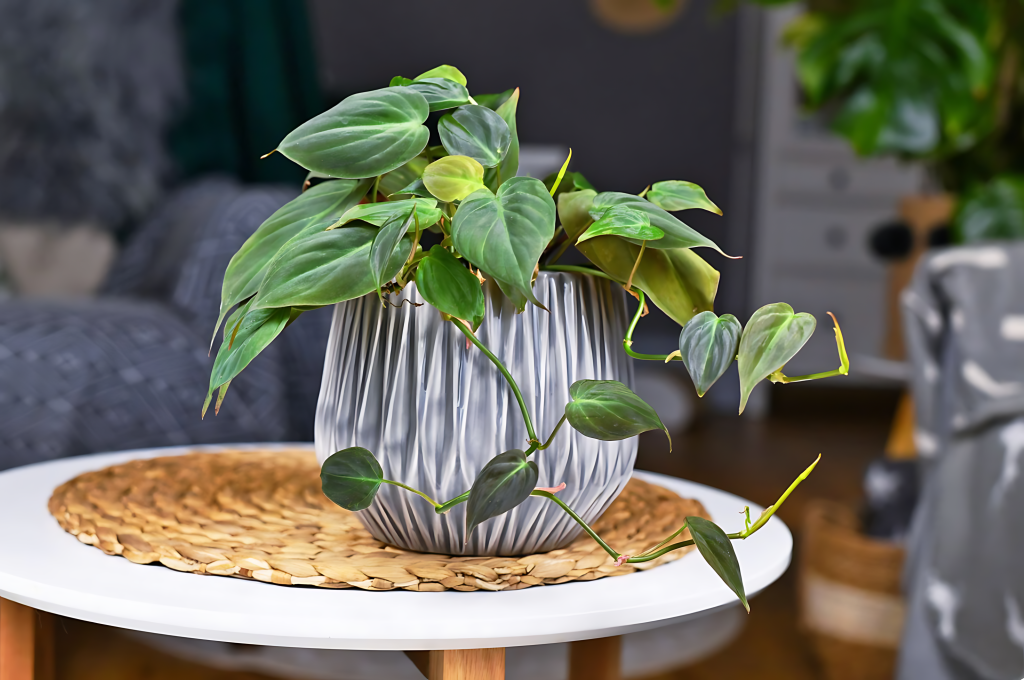 Philodendron (Philodendron Scandens)