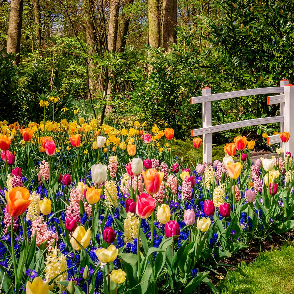 Plant Autumn Bulbs for a Colourful Spring Display