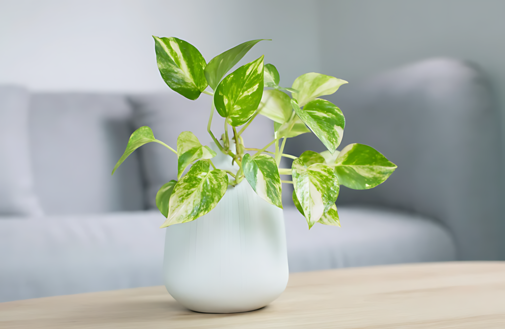 Pothos (Epipremnum Aureum)