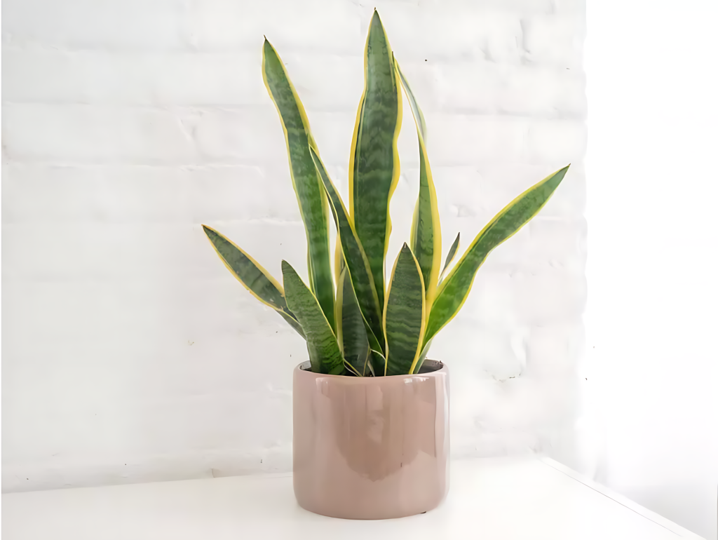 Snake Plant (Sansevieria Trifasciata)