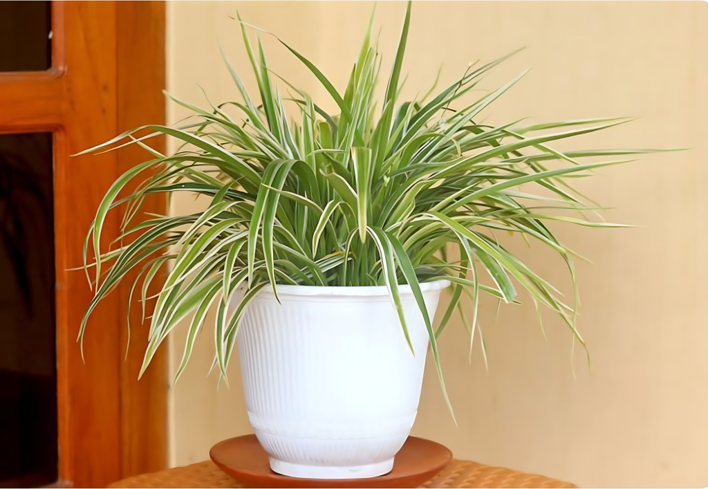 Spider Plant (Chlorophytum Comosum)