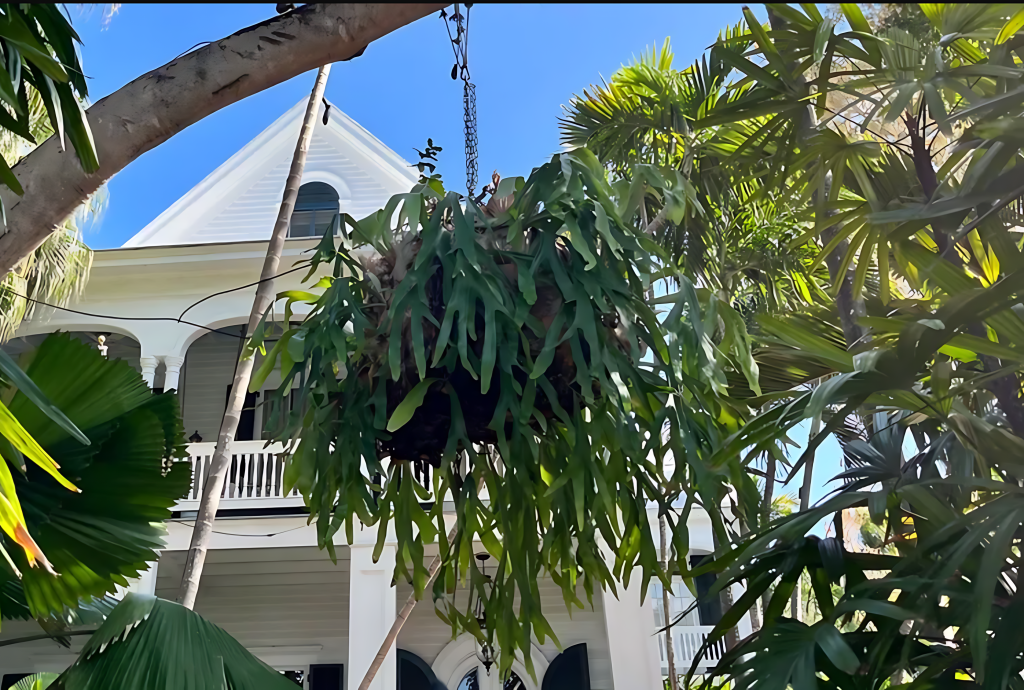 Staghorn Fern (Platycerium Bifurcatum)