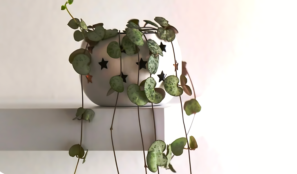 String of Hearts (Ceropegia Woodii)