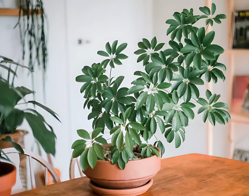 Umbrella Plant (Schefflera Arboricola)