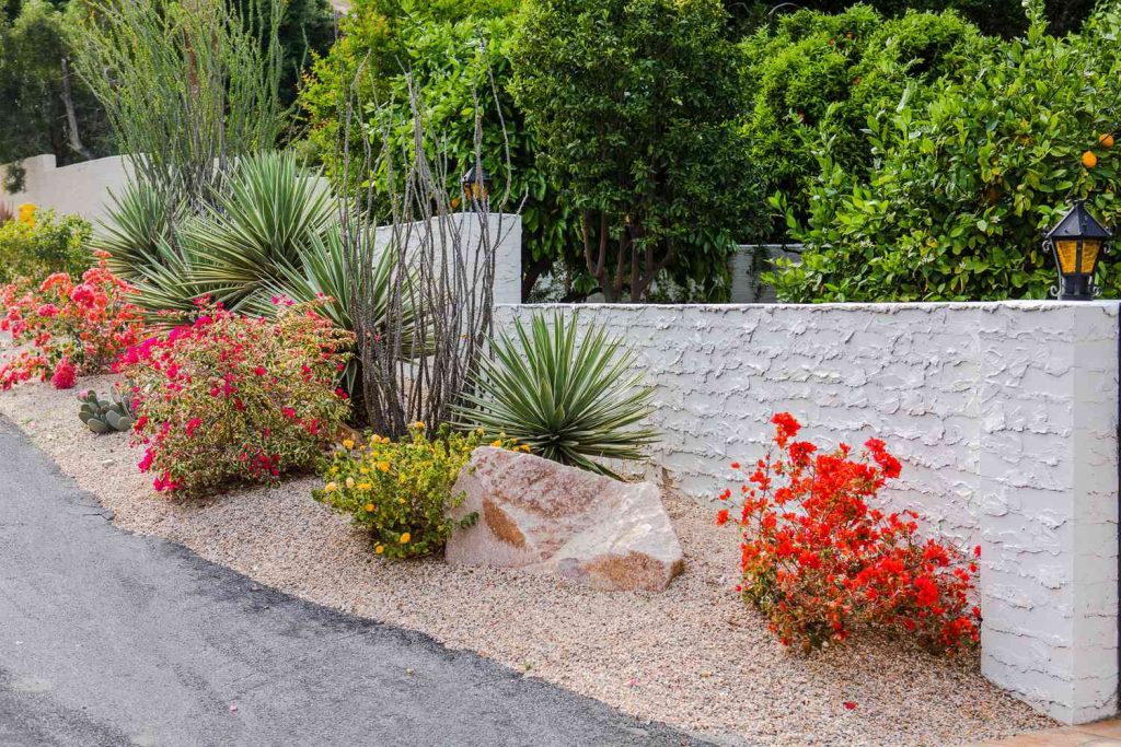 Native and Drought-Tolerant Plants