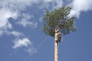 Trimming vs. Removing Trees: Which Is Best For Your Property?