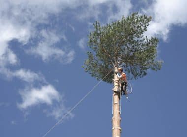 Trimming vs. Removing Trees: Which Is Best For Your Property?