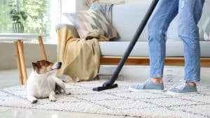 How to Remove Pet Hair from Furniture and Carpets