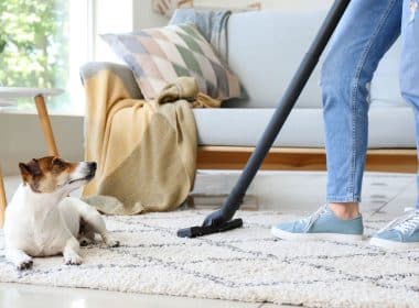 How to Remove Pet Hair from Furniture and Carpets