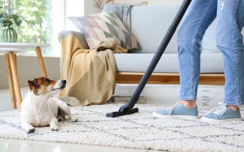 How to Remove Pet Hair from Furniture and Carpets