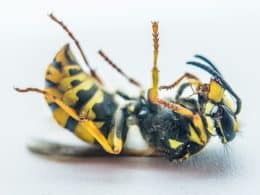 Why Choose Experts Over DIY Pest Control Methods?