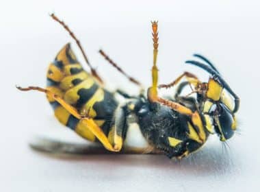 Why Choose Experts Over DIY Pest Control Methods?