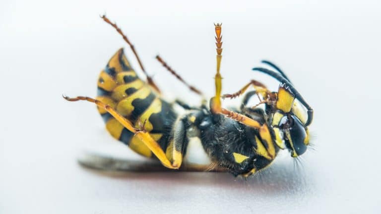 Why Choose Experts Over DIY Pest Control Methods?