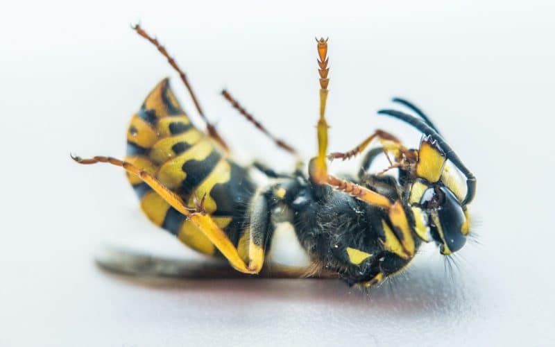 Why Choose Experts Over DIY Pest Control Methods?